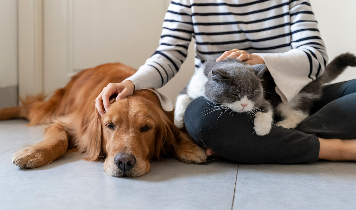 Person patting her cat and dog at home. 