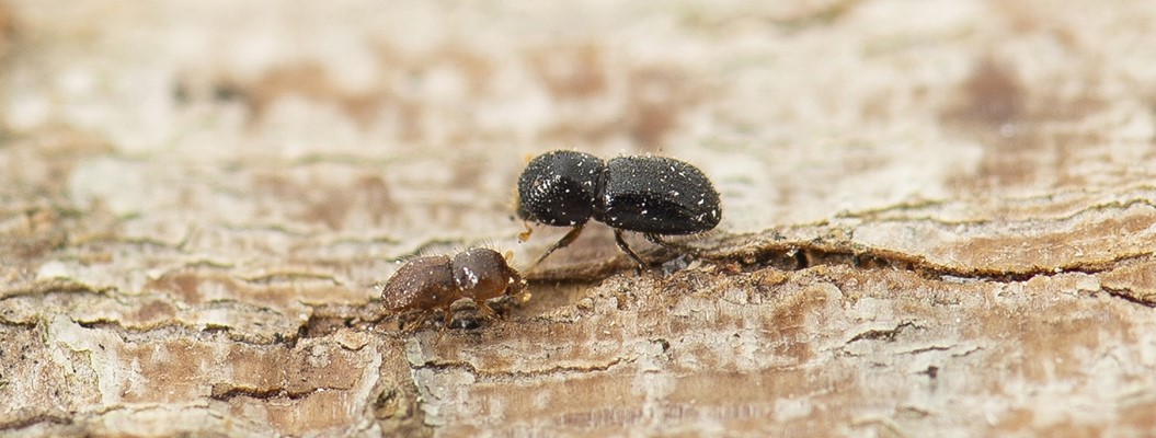 Polyphagous Shot-hole Borer - Polyphagous Shot-hole Borer