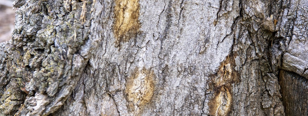 Polyphagous Shot-hole Borer - Polyphagous Shot-hole Borer tree damage