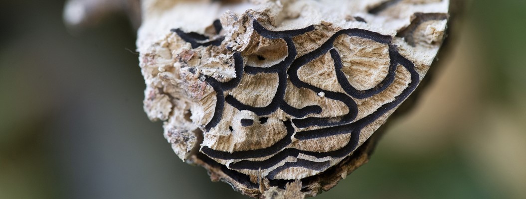 Polyphagous Shot-hole Borer - Polyphagous Shot-hole Borer tree damage