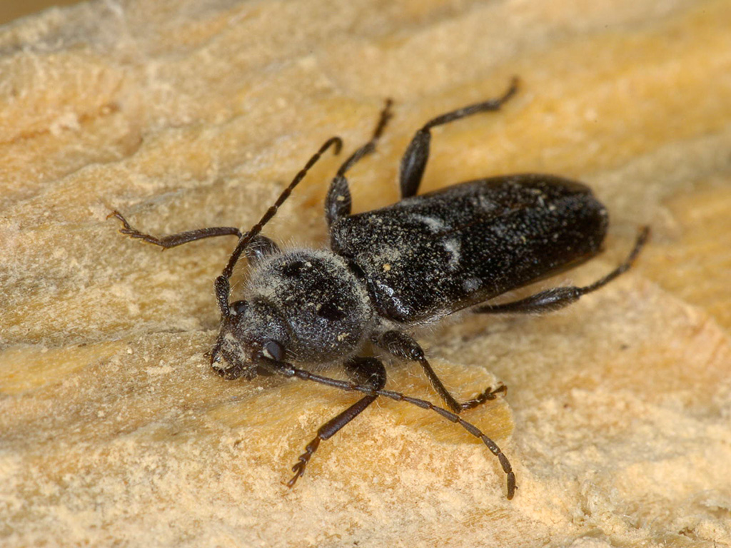 Town of Bassendean Program to Combat European House Borer Infestation