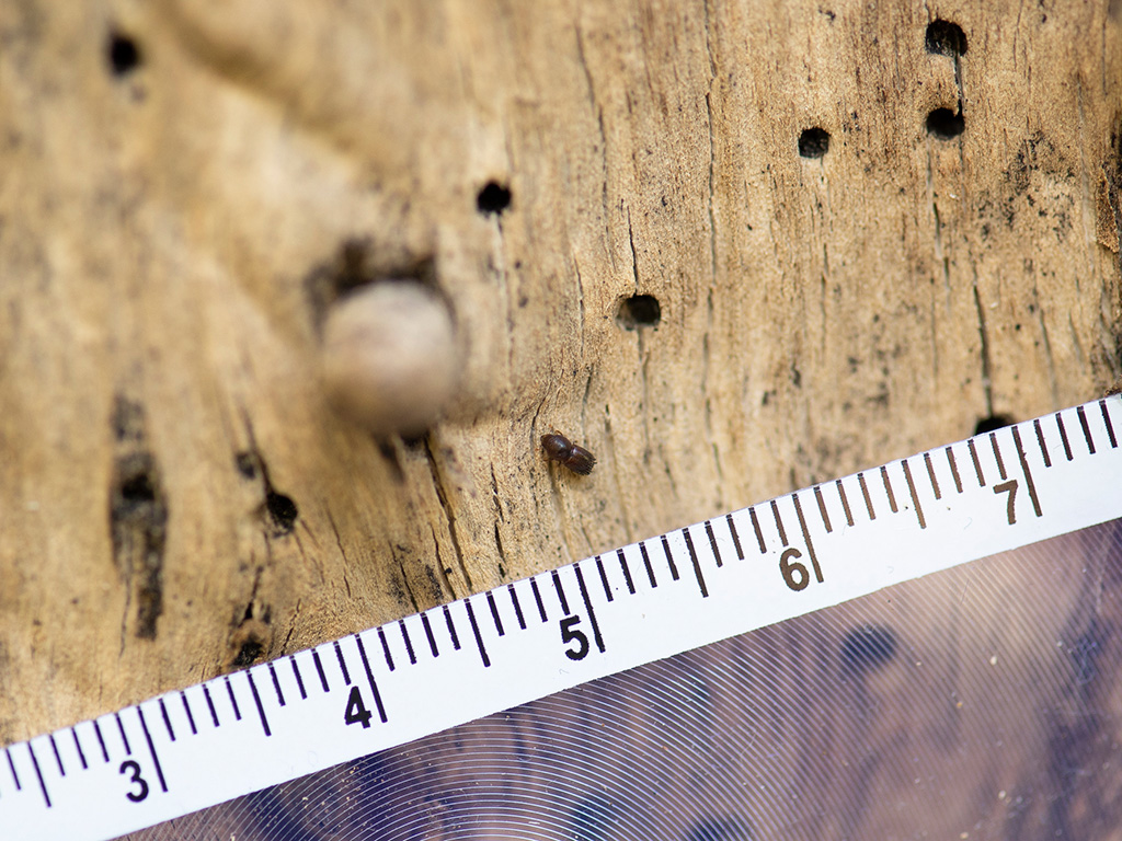 Polyphagous shot-hole borer (PSHB) quarantine expanded to entire Perth