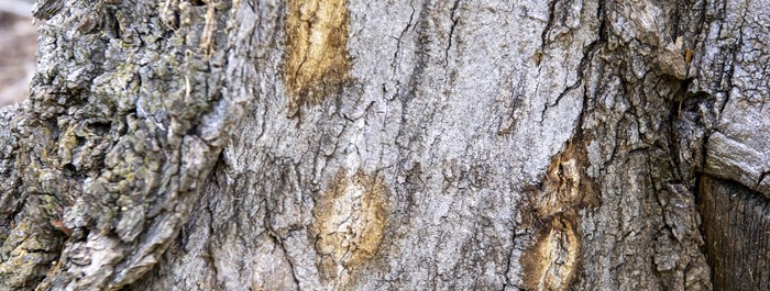 Image Gallery - Polyphagous Shot-hole Borer tree damage